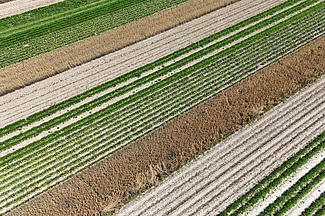 Feld mit Streifen verschiedener Kulturen.
