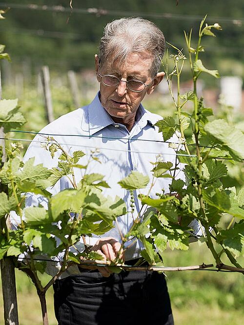 Louis Liesch begutachtet Weinreben