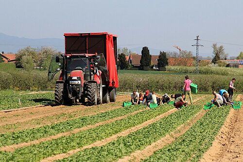 Erntehelfer kauern auf einem Feld und bringen Gemüse ein, daneben ein Traktor mit Anhänger.