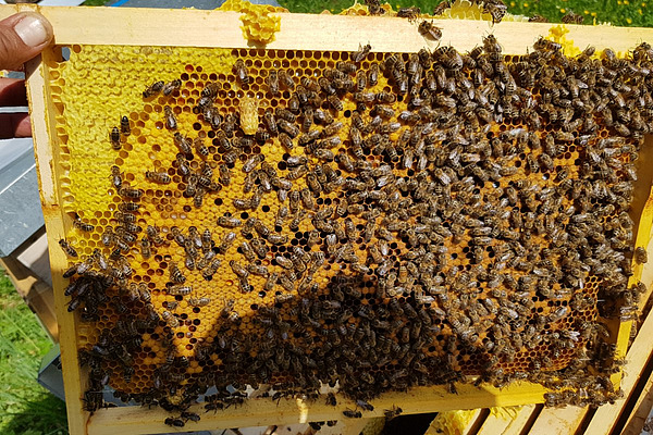 Eine Wabe mit zahlreichen Bienen.