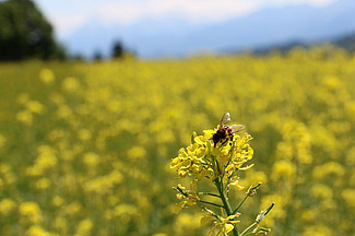 Biene auf einem Rapsfeld. 