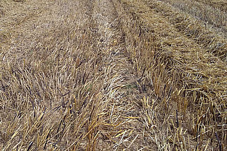 abgeerntetes Feld mit Stoppeln