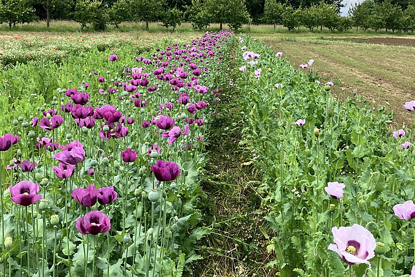 Violett und fliederfarben blühende Mohnkulturen, in Streifen angebaut.