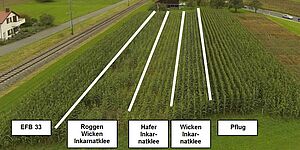 Die Verfahren Hafer-Inkarnatklee und Roggen-Wicken-Inkarnatklee konnten bis in den September den Wachstumsrückstand nicht aufholen.