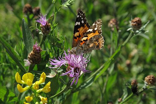 Distelfalter auf einer Blüte