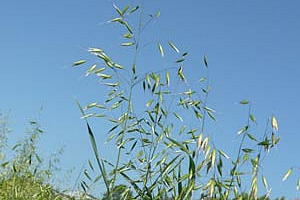 Sandhafer mit blauem Himmel im Hintergrund.
