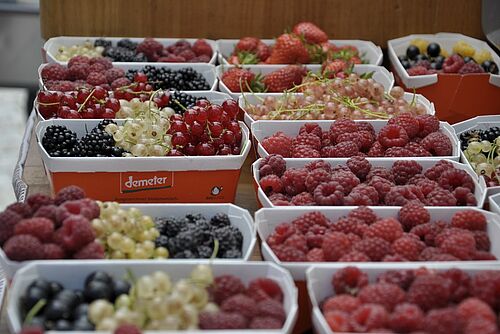 Mehrere Schälchen mit verschiedenen reifen, Beeren: Himbeeren, Erdbeeren und andere.
