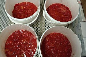 Vier weisse Eimer gefüllt mit Tomatenfruchtfleisch