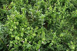 Gründüngungspflanzen: Ackerbohne, Wicke (mit blauen Blüten)