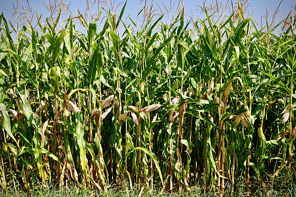 Maisfeld des Birsmattehofes.