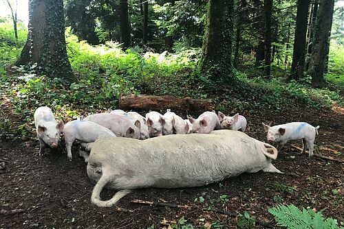 Une mère truie est couchée dans la forêt avec ses porcelets.