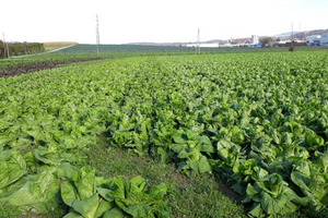 Ein Feld mit Zuckerhutköpfen