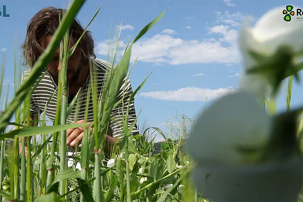 Mann beobachtet Mischung aus Erbsen und Gerste