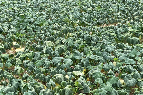 Ein Feld mit schlappen grossen Blättern, die offensichtlich an Wassermangel leiden.