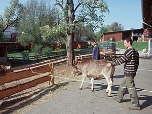 Rinder werden in den Laufhof getrieben