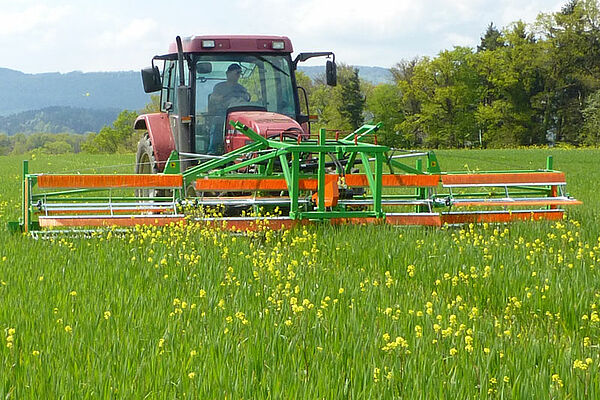 Unkrautschneider Combcut im Einsatz gegen gelb blühenden Senf in Weizenfeld
