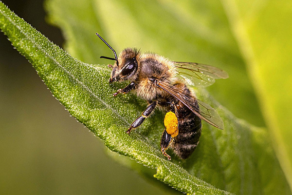 Eine Honigbiene mit gelben Pollen am Bein sitzt auf einem Blatt. 