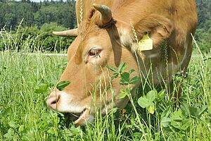Eine Kuh öffnet das Maul um ein Büschel Gras und Klee.