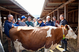 Eine Gruppe Meschen steht im Halbkreis um eine rot-weiss gefleckte Kuh.