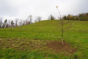 Dieselbe Fläche mit einem grösseren und mehreren kleinen Bäumen auf der Weide