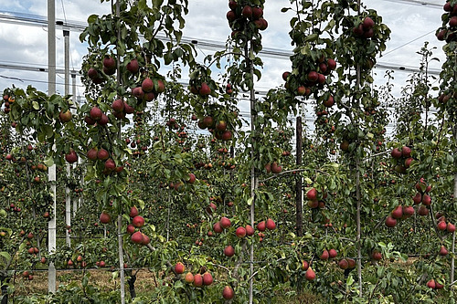Auf dem Bild ist ein Birnenbaum der Sorte «Celina» in einer Plantage zu sehen. Die Birnen leuchten rot-gelblich.