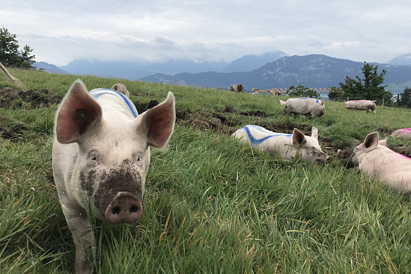 Schweine im Projekt «SchweinErleben» nutzen eine Weide mit Auslauf in naturnaher Umgebung. Die Tiere grasen, ruhen und erkunden die Fläche selbstständig und veranschaulichen damit natürliche Verhaltensweisen, die im Forschungsprojekt zur tiergerechten Schweinehaltung untersucht wurden.