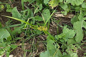 Blühende Erdmandelgraspflanze zwischen Rübsen.