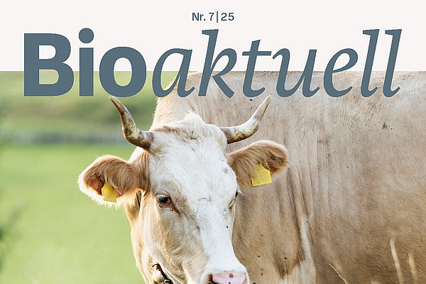 Titelseite Bioaktuell 7|25: Eine Kuh mit Hörnern auf der Weide. Sie tritt von rechts ins Bild.