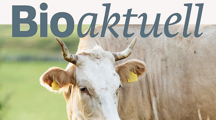 Titelseite Bioaktuell 7|25: Eine Kuh mit Hörnern auf der Weide. Sie tritt von rechts ins Bild.