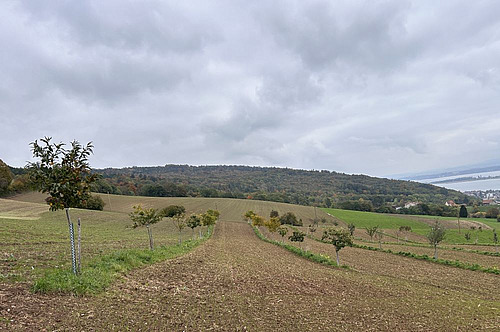 Junge Agroforstanalage.