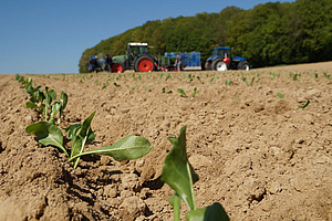 Zuckerrübensetzlinge nach dem Pflanzen im Feld