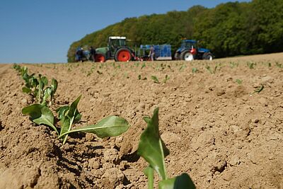 Zuckerrübensetzlinge nach dem Pflanzen im Feld