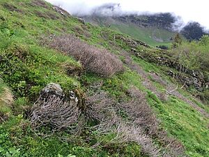 verdorrte Grünerlenstauden infolge Frass durch Ziegen auf Alp
