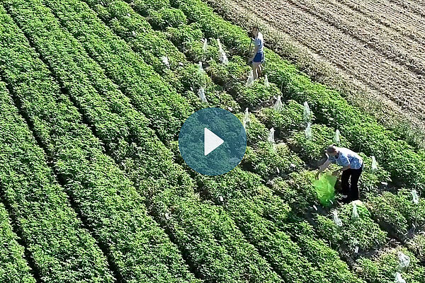 Zuchtgarten von oben, unter anderem mit Lupinen