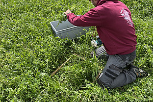 Eine Person sitzt auf einer Wiese mit Kleegras. Ein rechteckiger Bereich ist mit einem Holzrahmen abgegrenzt. Die Person legt ein Büschel Pflanzen in eine Plastikbox daneben. 