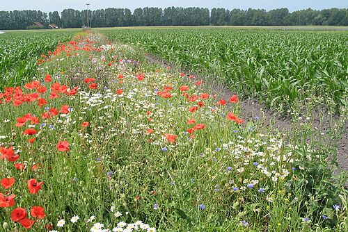 Bunt blühender Streifen zwischen zwei Maisfeldern