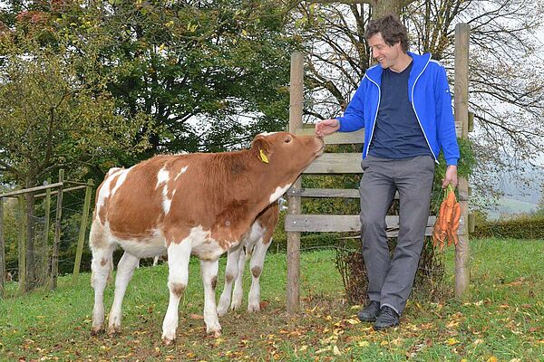 Kalb und Mann mit Karotten in einer Hand auf der Weide