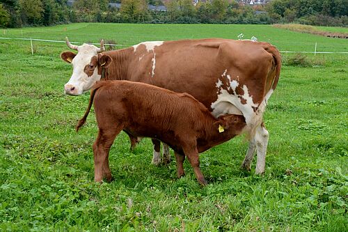 Eine Kuh und ein saugendes Kalb stehen auf der Weide.