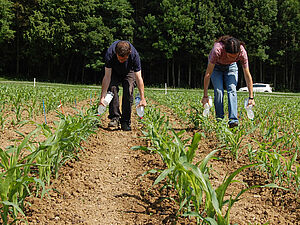 Zwei Personen gehen in gebückter Haltung durch die Maisreihen und leeren eine Flüssigkeit aus Petflaschen über die Pflanzen.