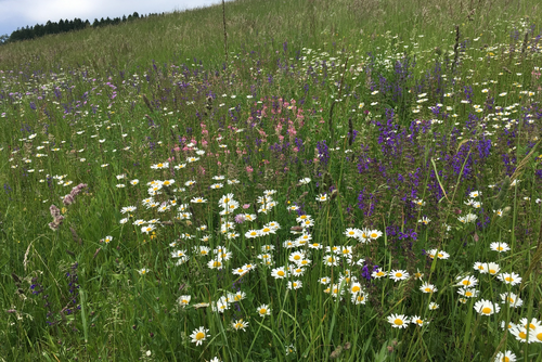 Eine Wiese mit Margeriten, Wiesen-Salbei und anderen blühenden Kräutern.