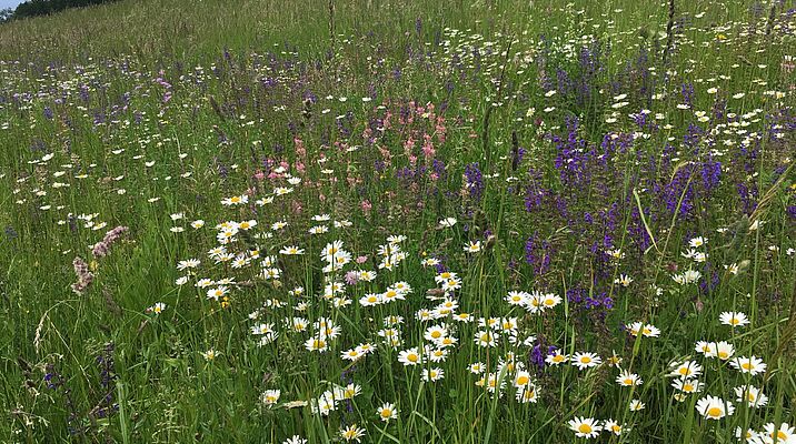 Eine Wiese mit Margeriten, Wiesen-Salbei und anderen blühenden Kräutern.