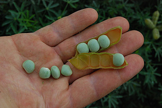 Lupinen in einer Hand.
