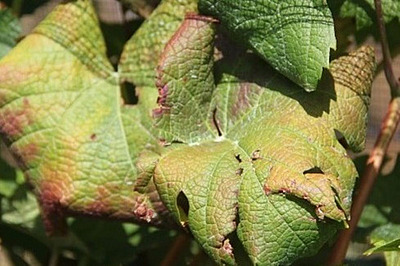 Schadbild der Vergilbungskrankheit Flavescence dorée mit eingerollten und rötlich verfärbten Weinblättern.