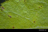 Kleine, nekrotische, dunkle Flecken auf der Blattoberseite mit den rundlich-ovalen Acervuli (Fruchtkörper) in den die Sporen zur Weiterverbreitung gebildet werden. Foto: FiBL
