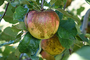 rot-gelber Apfel mit schwarzem, russartigem Belag auf der Schale, hängt am Baum