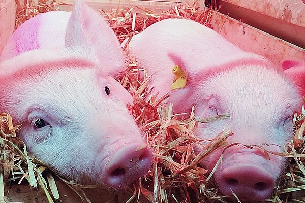 Zwei Ferkel im Stroh