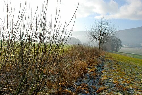 Hecke im Herbst