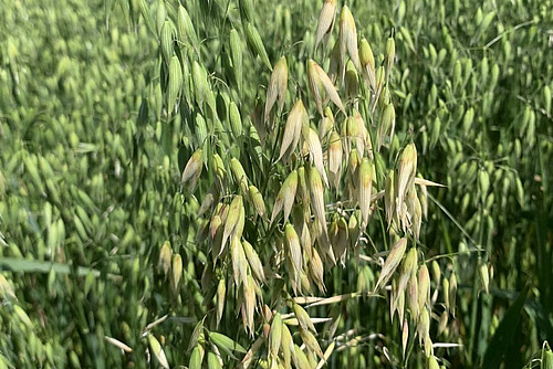 Gelblich verfärbte Haferähren.