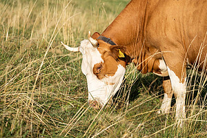 Kuh auf der Weide während der Gnitzen-Saison. Das Shamonda-Virus verursacht bei Rindern meist vorübergehende Krankheitssymptome, birgt jedoch insbesondere für trächtige Tiere ein Risiko, da die Infektion auf den Fötus übertragen werden und zu Abort oder Missbildungen führen kann.