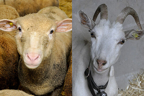 links Foto von Schaf, rechts Foto von Ziege